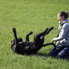 Collection image for: Pet Travel Accessories