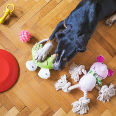 Collection image for: Chew & Dental Toys