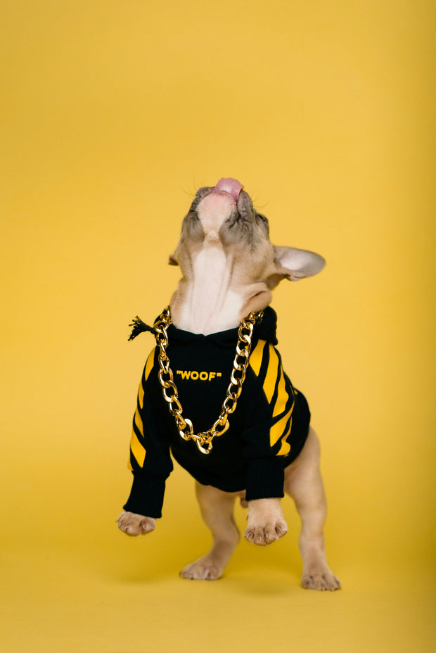 <h4><strong>New in</strong></h4><h1>Pet Accessories</h1>