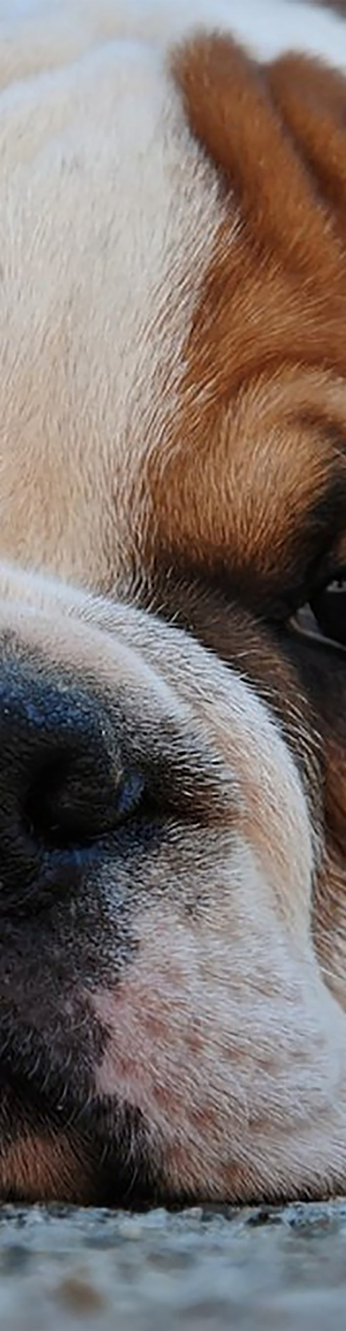 <h2>‘‘⭐️⭐️⭐️⭐️⭐️<br/><strong>Absolutely Love This Store!</strong></h2><h2>I’m really impressed with the quality of the pet products I ordered. Everything arrived quickly, well packaged, and exactly as described. My pet loves the toys, and the accessories feel durable and well made. Customer service was also responsive and helpful. I’ll definitely be ordering again and recommending this store to other pet parents!.’’</h2><h4>⭐⭐⭐⭐⭐<br/>Merchant</h4><p>January 2026<br/></p>